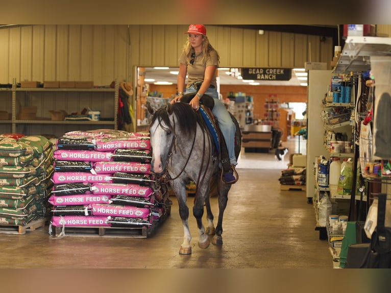 American Quarter Horse Merrie 5 Jaar Schimmel in Quitman