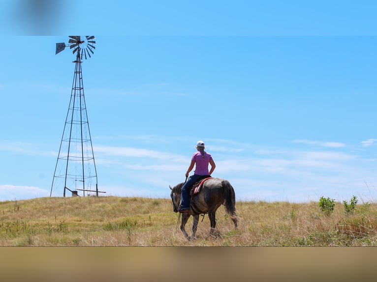 American Quarter Horse Merrie 5 Jaar Schimmel in Quitman