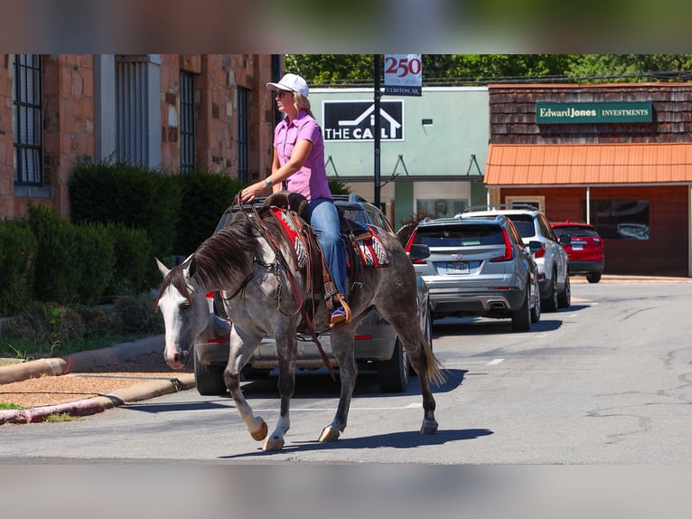 American Quarter Horse Merrie 5 Jaar Schimmel in Quitman