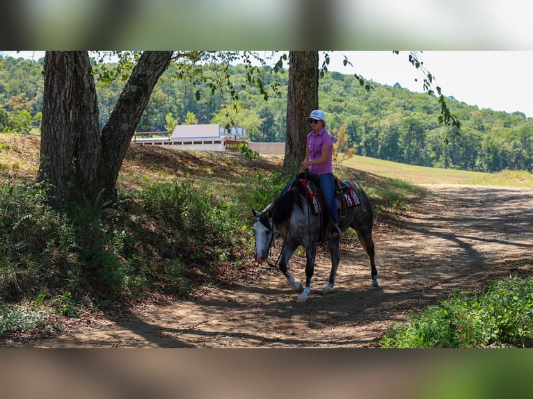American Quarter Horse Merrie 5 Jaar Schimmel in Quitman