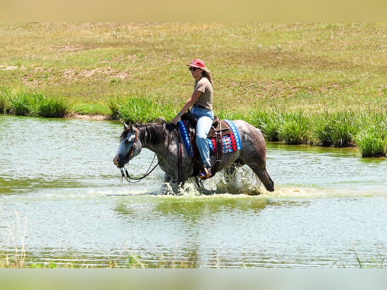 American Quarter Horse Merrie 5 Jaar Schimmel in Quitman