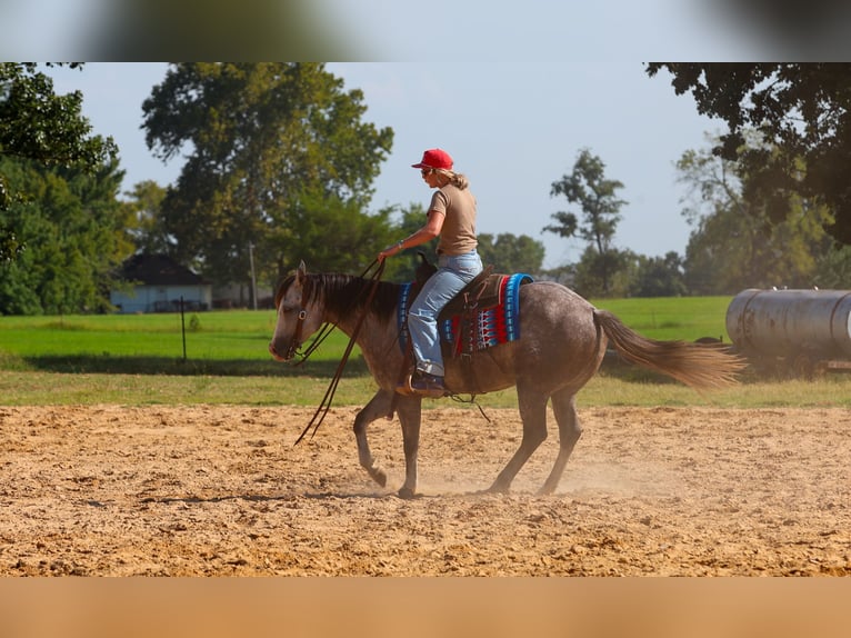 American Quarter Horse Merrie 5 Jaar Schimmel in Quitman
