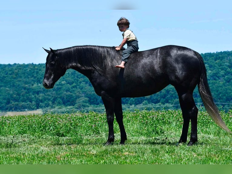 American Quarter Horse Merrie 5 Jaar Schimmel in Rebersburg