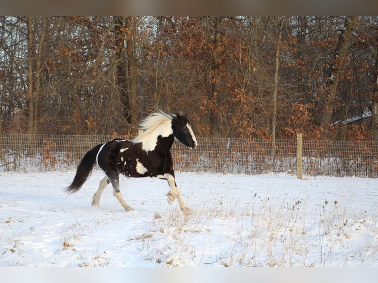 American Quarter Horse Merrie 5 Jaar Tobiano-alle-kleuren in Howell MI