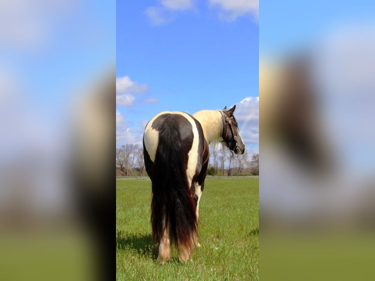 American Quarter Horse Merrie 5 Jaar Tobiano-alle-kleuren in Howell MI