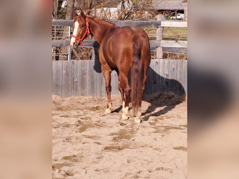 American Quarter Horse Merrie 5 Jaar Vos in Gamlitz