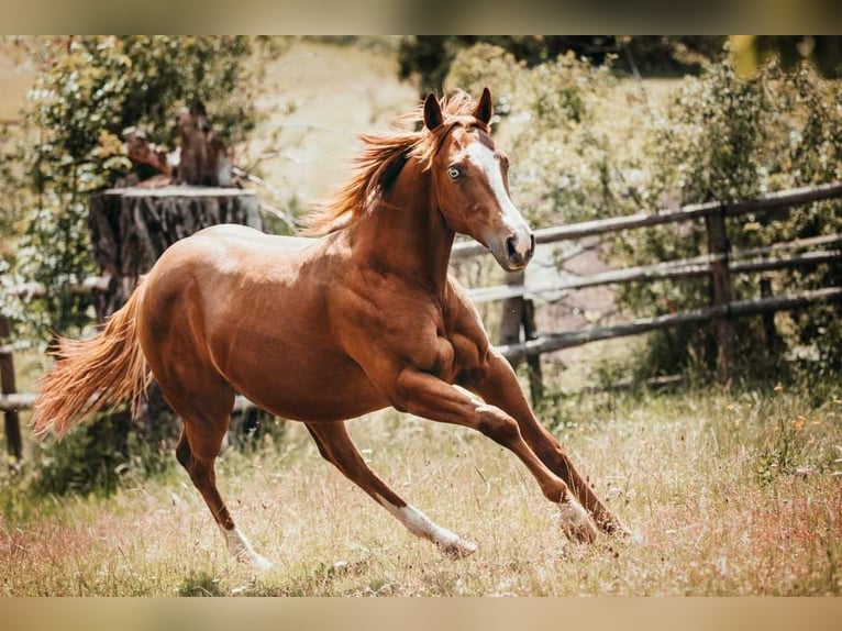 American Quarter Horse Merrie 5 Jaar Vos in Gamlitz