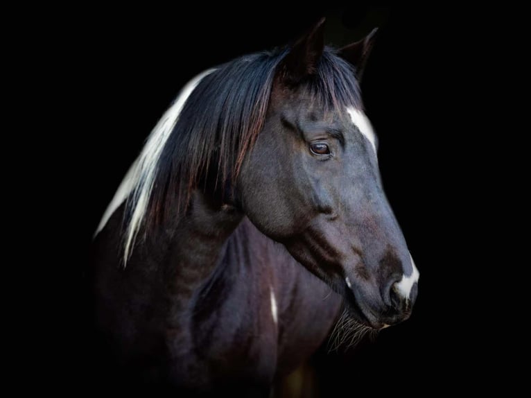 American Quarter Horse Merrie 5 Jaar Zwart in weatherford VA