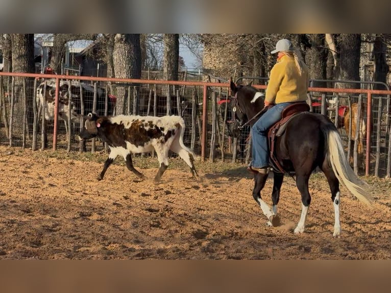 American Quarter Horse Merrie 5 Jaar Zwart in weatherford VA