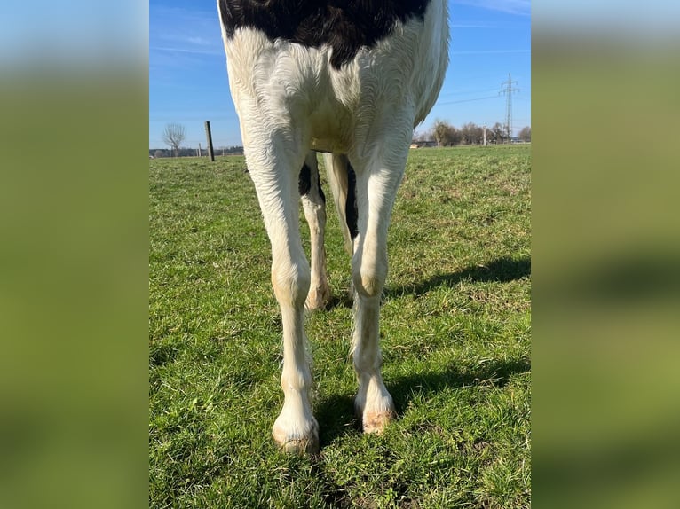 American Quarter Horse Mix Merrie 6 Jaar 140 cm Overo-alle-kleuren in Werneck