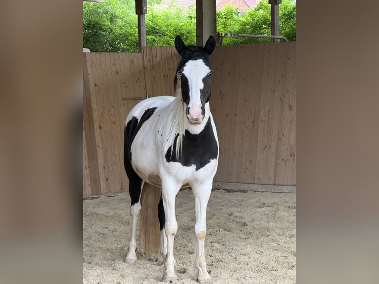 American Quarter Horse Mix Merrie 6 Jaar 140 cm Overo-alle-kleuren in Werneck
