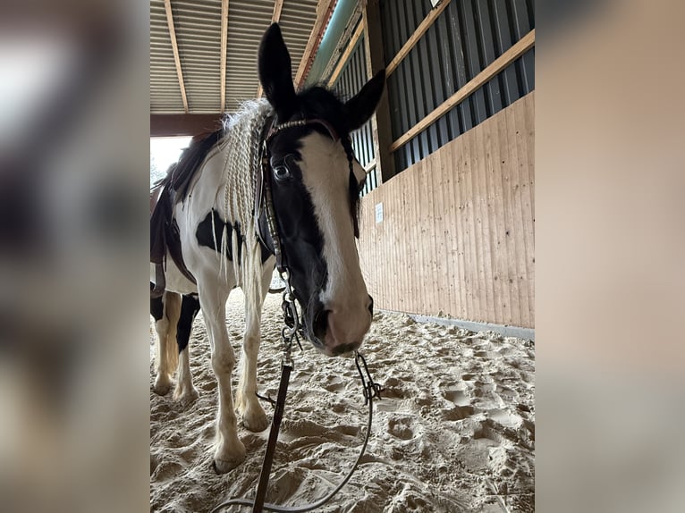 American Quarter Horse Mix Merrie 6 Jaar 140 cm Overo-alle-kleuren in Werneck