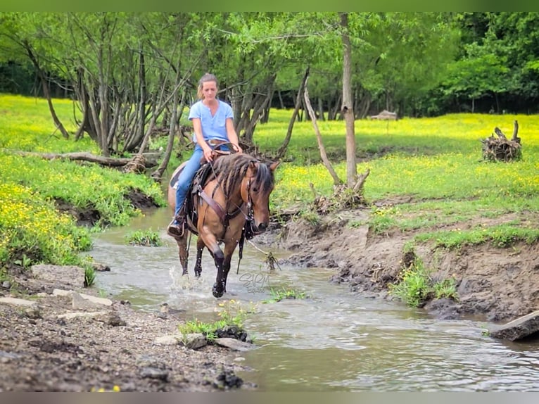 American Quarter Horse Merrie 6 Jaar 140 cm Roan-Bay in Tremont IL