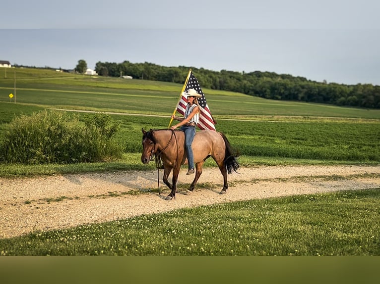 American Quarter Horse Merrie 6 Jaar 140 cm Roan-Bay in Tremont IL