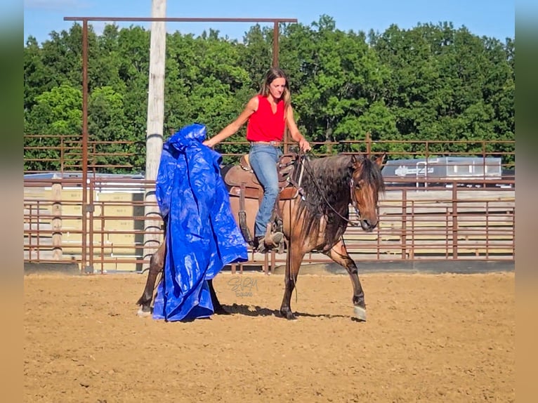 American Quarter Horse Merrie 6 Jaar 140 cm Roan-Bay in Tremont IL