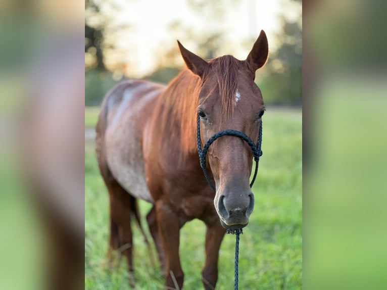 American Quarter Horse Merrie 6 Jaar 142 cm Bruin in Fort Worth Texas