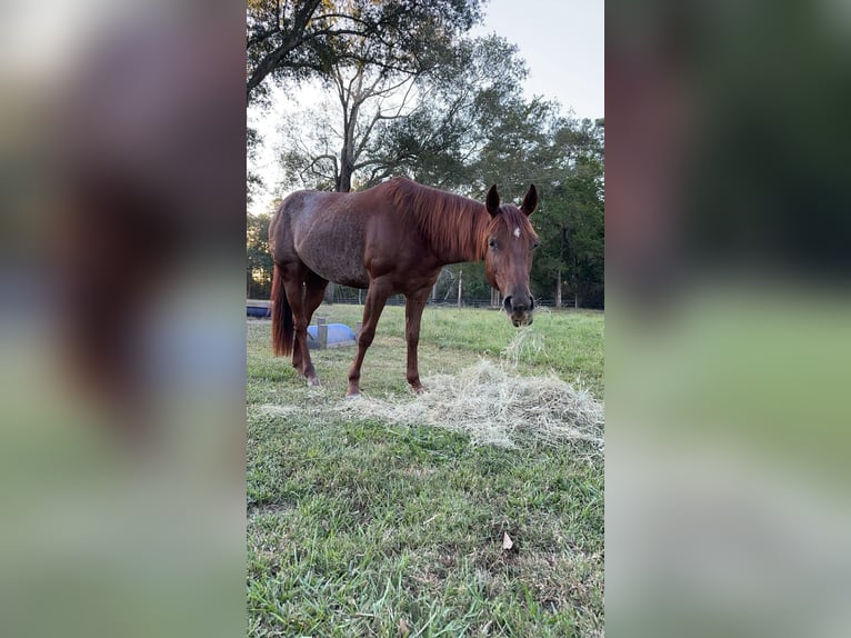 American Quarter Horse Merrie 6 Jaar 142 cm Bruin in Fort Worth Texas