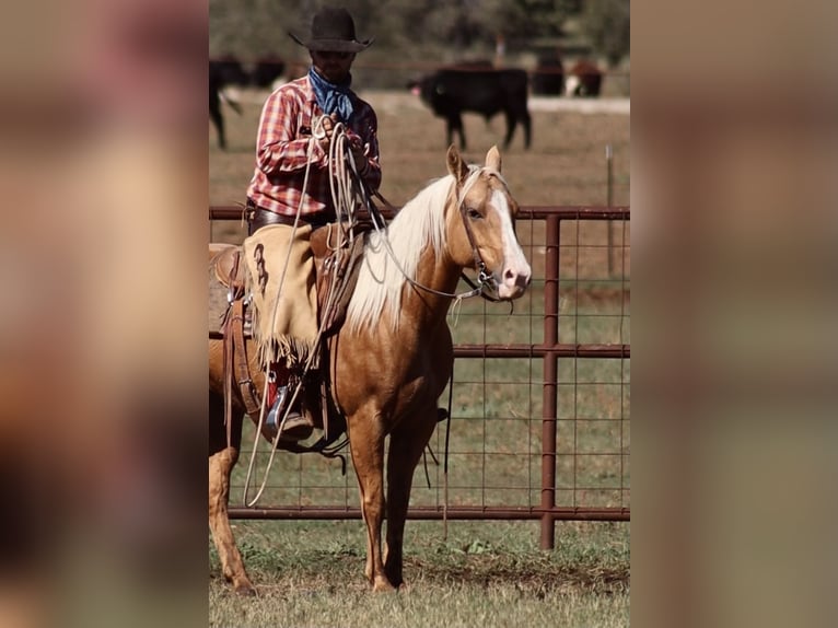 American Quarter Horse Merrie 6 Jaar 142 cm Palomino in Stephenville, TX