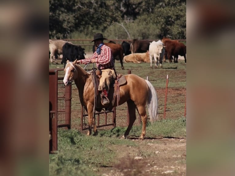 American Quarter Horse Merrie 6 Jaar 142 cm Palomino in Stephenville, TX