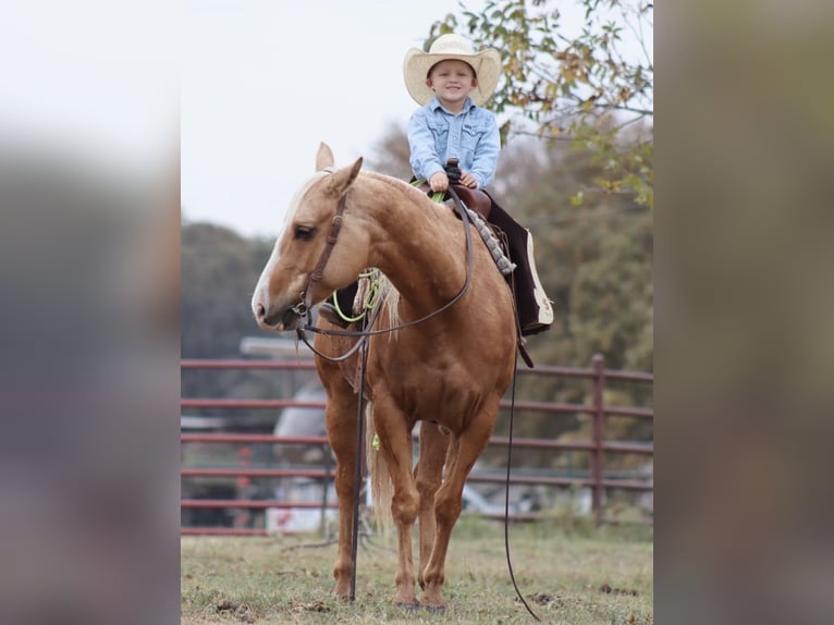 American Quarter Horse Merrie 6 Jaar 142 cm Palomino in Stephenville, TX