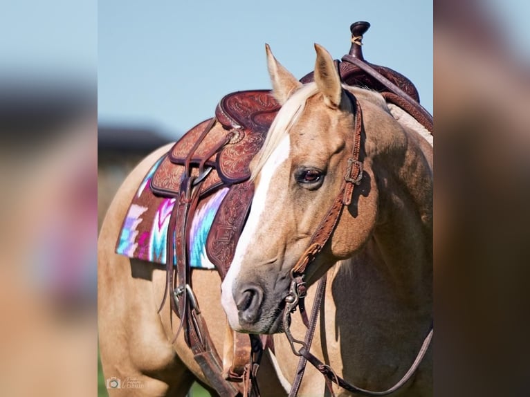 American Quarter Horse Merrie 6 Jaar 142 cm Palomino in Addison, TX