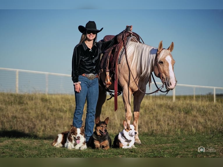 American Quarter Horse Merrie 6 Jaar 142 cm Palomino in Addison, TX