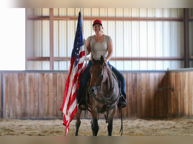American Quarter Horse Merrie 6 Jaar 142 cm Roan-Bay in Decatur