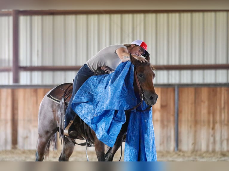 American Quarter Horse Merrie 6 Jaar 142 cm Roan-Bay in Decatur