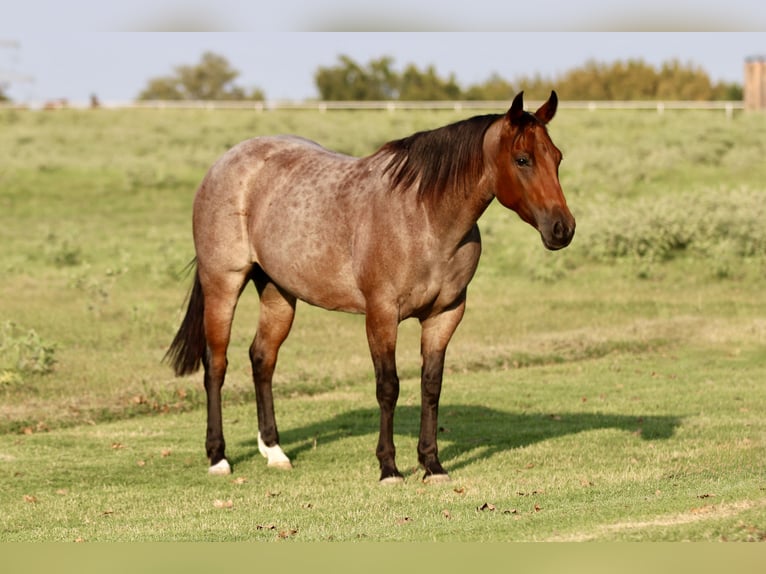 American Quarter Horse Merrie 6 Jaar 142 cm Roan-Bay in Decatur
