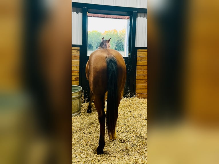 American Quarter Horse Merrie 6 Jaar 142 cm Roodbruin in Quitman