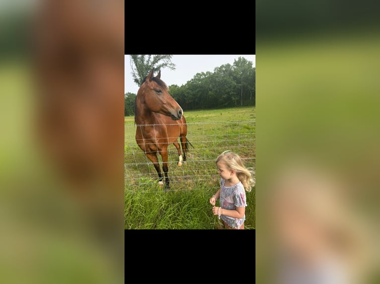 American Quarter Horse Merrie 6 Jaar 142 cm Roodbruin in Quitman