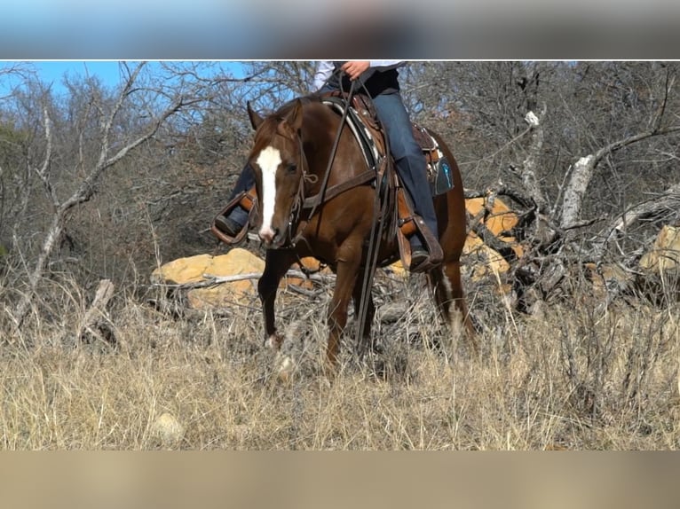 American Quarter Horse Merrie 6 Jaar 142 cm Roodvos in Gordon