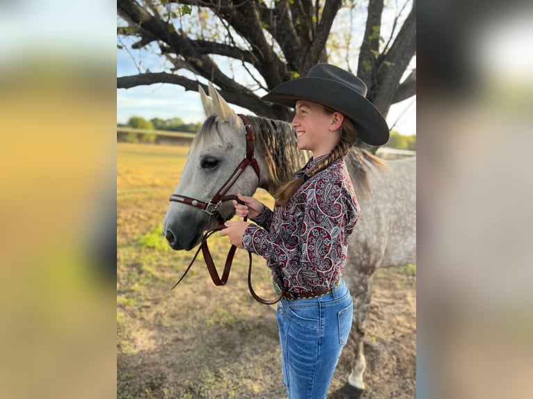 American Quarter Horse Merrie 6 Jaar 142 cm Schimmel in Argyle, TX