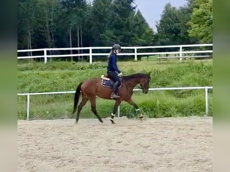 American Quarter Horse Merrie 6 Jaar 144 cm in Pelmberg