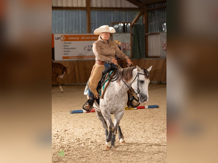 American Quarter Horse Merrie 6 Jaar 145 cm Appelschimmel in Nidderau