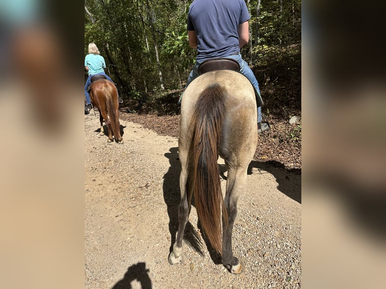 American Quarter Horse Merrie 6 Jaar 145 cm Buckskin in Piedmont