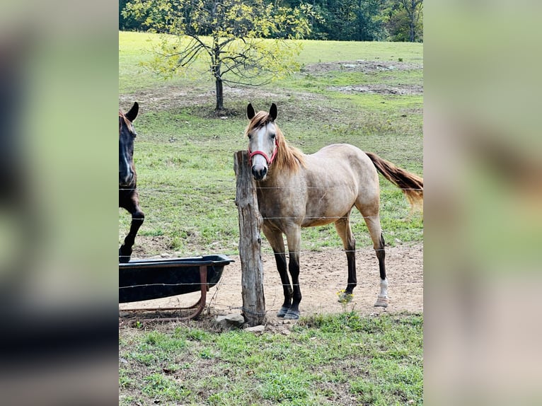 American Quarter Horse Merrie 6 Jaar 145 cm Buckskin in Piedmont