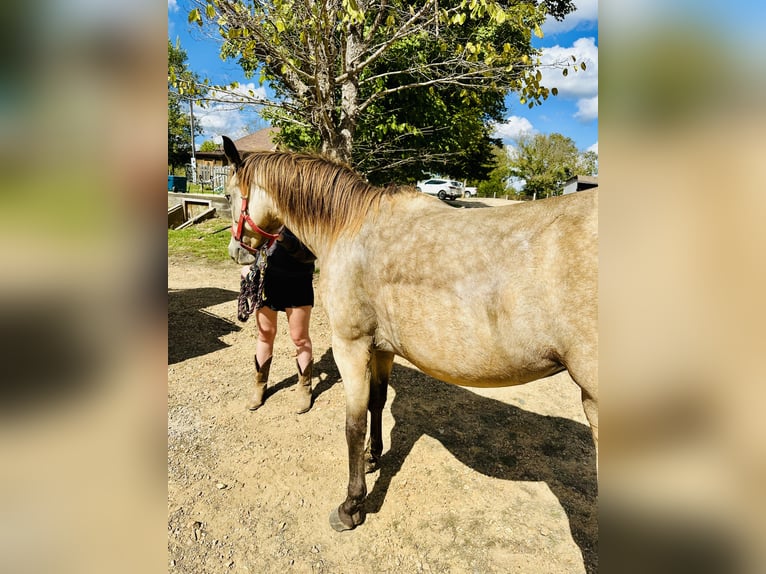 American Quarter Horse Merrie 6 Jaar 145 cm Buckskin in Piedmont