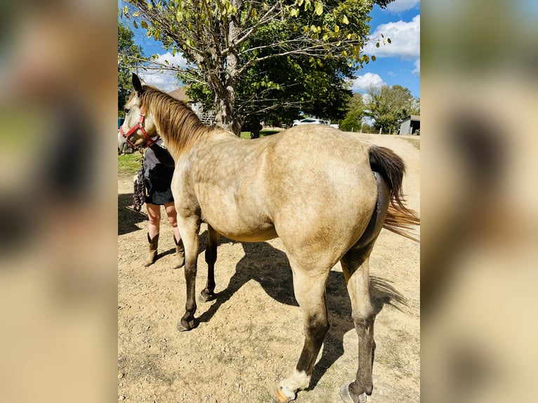 American Quarter Horse Merrie 6 Jaar 145 cm Buckskin in Piedmont