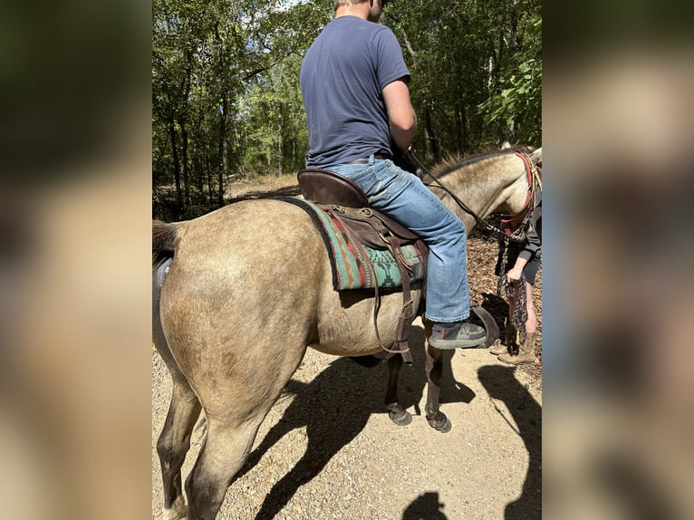 American Quarter Horse Merrie 6 Jaar 145 cm Buckskin in Piedmont