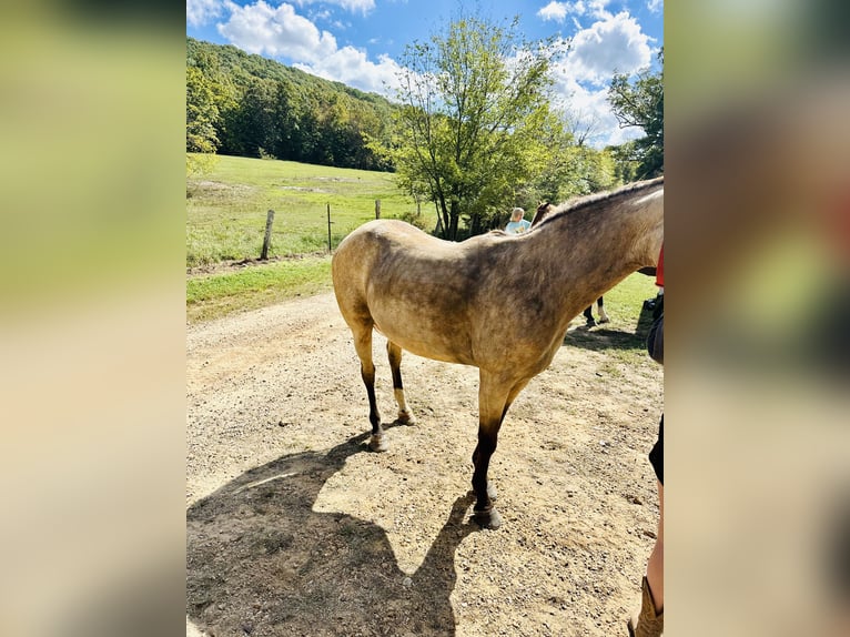 American Quarter Horse Merrie 6 Jaar 145 cm Buckskin in Piedmont