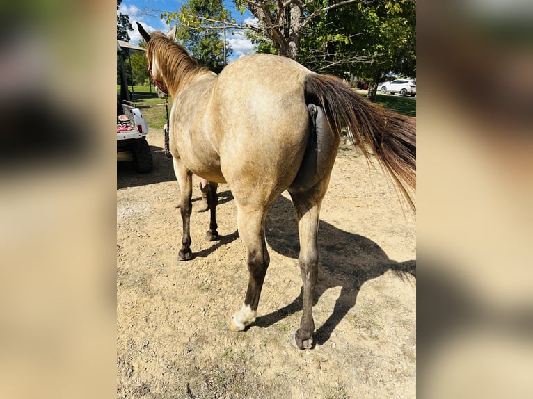 American Quarter Horse Merrie 6 Jaar 145 cm Buckskin in Piedmont