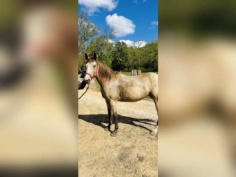 American Quarter Horse Merrie 6 Jaar 145 cm Buckskin in Piedmont