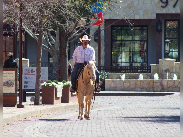 American Quarter Horse Merrie 6 Jaar 145 cm Palomino in Stephenville TX