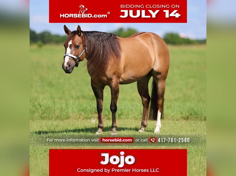 American Quarter Horse Merrie 6 Jaar 145 cm Red Dun in Buffalo, MO