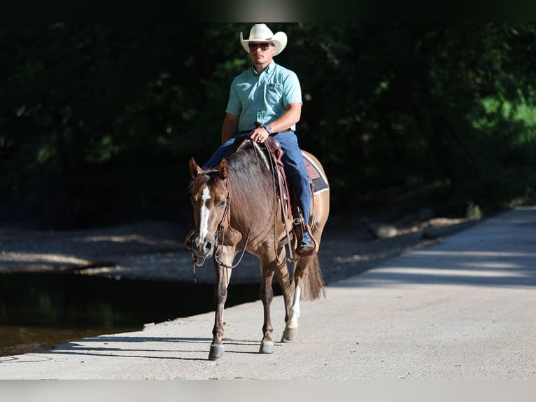 American Quarter Horse Merrie 6 Jaar 145 cm Red Dun in Buffalo, MO