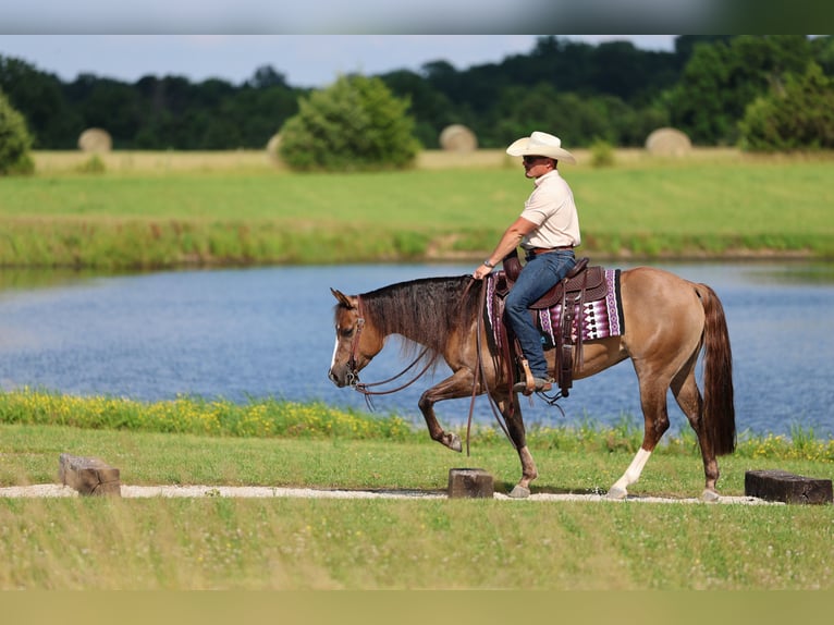 American Quarter Horse Merrie 6 Jaar 145 cm Red Dun in Buffalo, MO