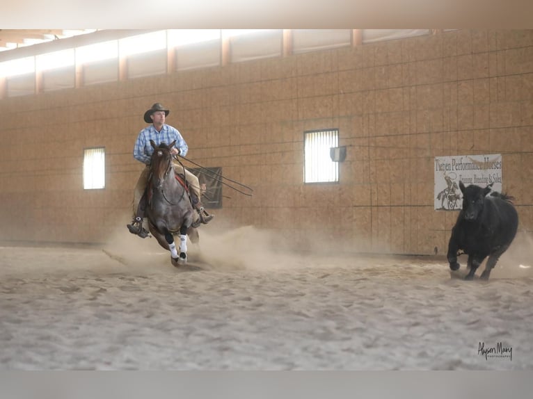 American Quarter Horse Merrie 6 Jaar 145 cm Roan-Bay in Bellevue, IA