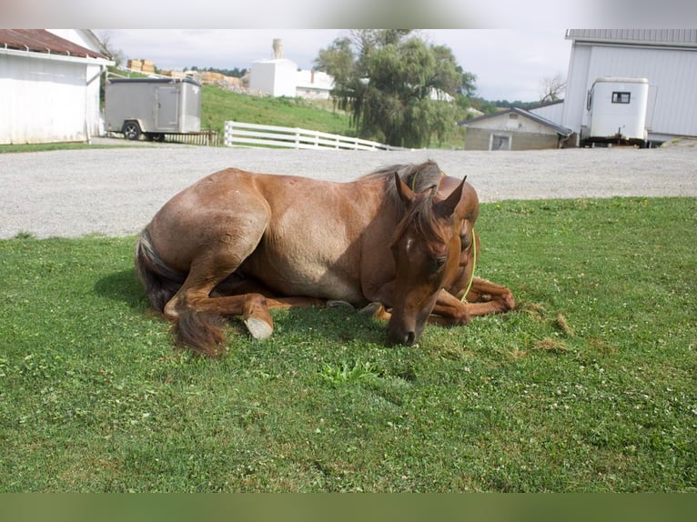 American Quarter Horse Merrie 6 Jaar 145 cm Roan-Red in Millersburg, OH