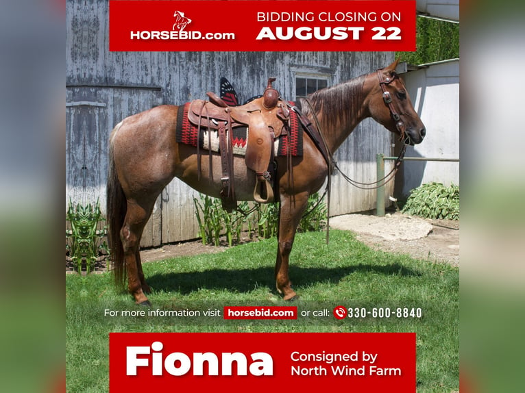 American Quarter Horse Merrie 6 Jaar 145 cm Roan-Red in Millersburg, OH